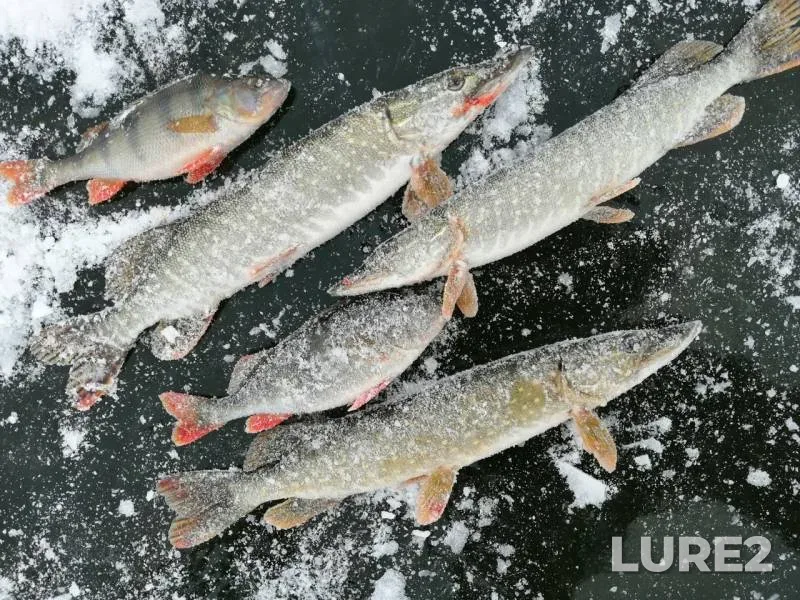 Perch, Pike — Tanalyk, Nov 23, 2019