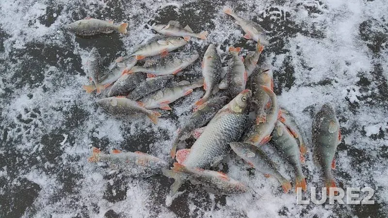 Ide, Perch — Nugushskoye, Nov 24, 2019
