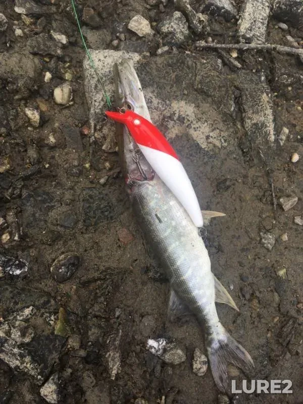 Pike — Ob, Sep 10, 2018
