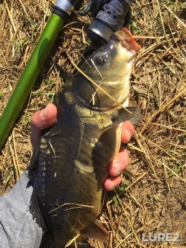 Carp — Smolenskaya oblast, Sep 12, 2018