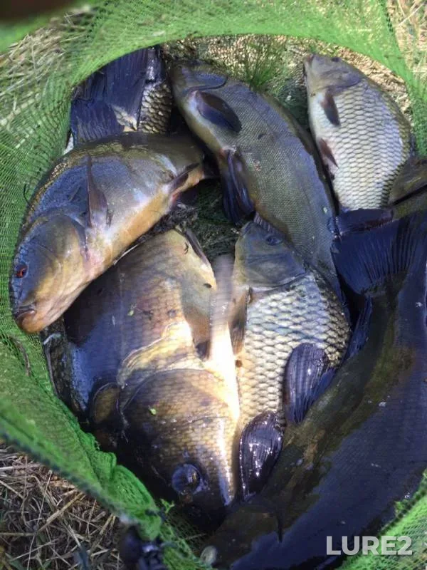 Carp, Tench — Smolenskaya oblast, Sep 12, 2018