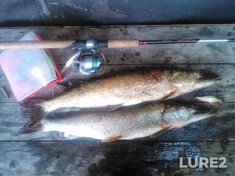 Pike — Volga, Oct 10, 2018