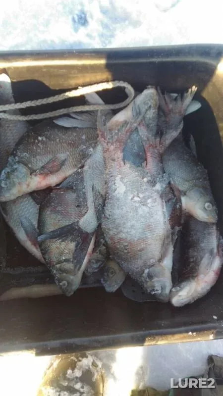 Bream — Istrinskoye, Nov 29, 2018