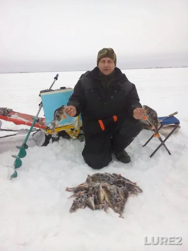 Perch — Narva veehoidla / Narvskoye, Feb 02, 2019