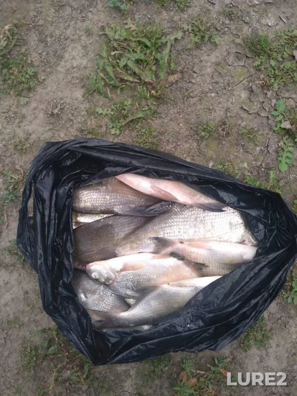 Bream — Krasnoyarskoye, Jun 23, 2019