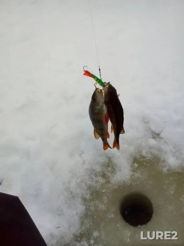 Perch — Narva veehoidla / Narvskoye, Feb 09, 2019