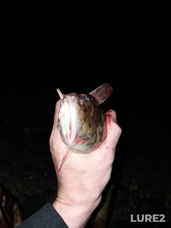 Burbot — Kama, Apr 20, 2019