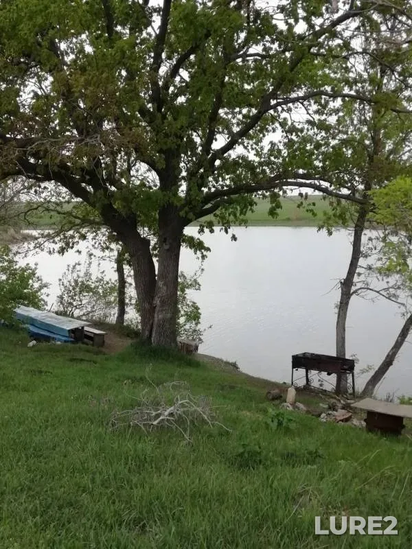 Crucian carp — Saratovskaya oblast, May 11, 2019