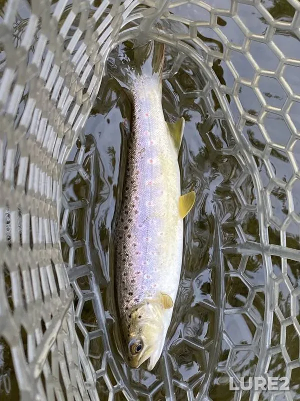 Brown trout — North Carolina, Watauga County, Mar 14, 2018