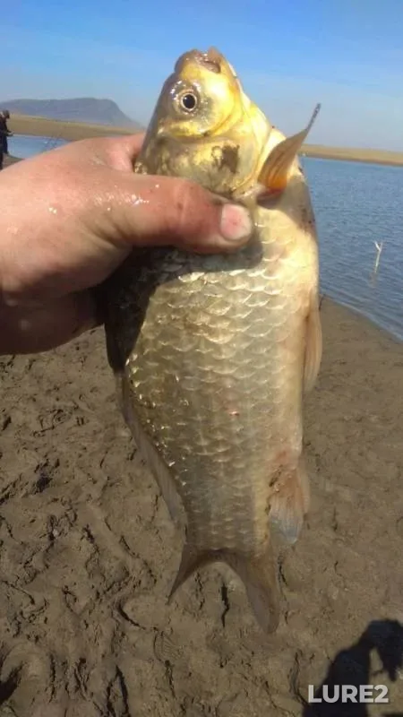 Crucian carp — Krasnoyarskoye, May 25, 2019