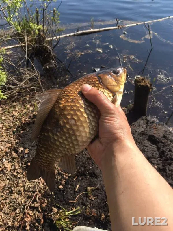 Crucian carp — Moskovskaya oblast, gorodskoy okrug Shatura, May 09, 2019