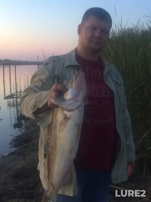Zander — Samarskaya oblast, Sep 08, 2019