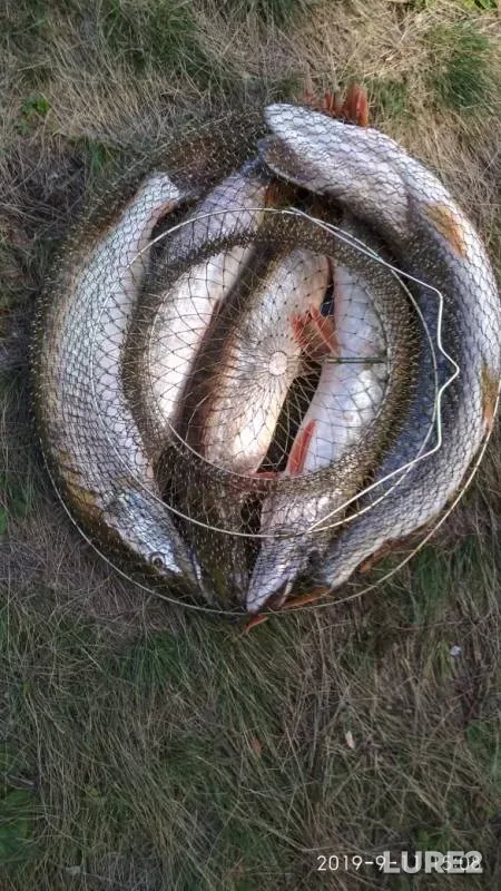 Pike — Sakmarskoye, Sep 28, 2019