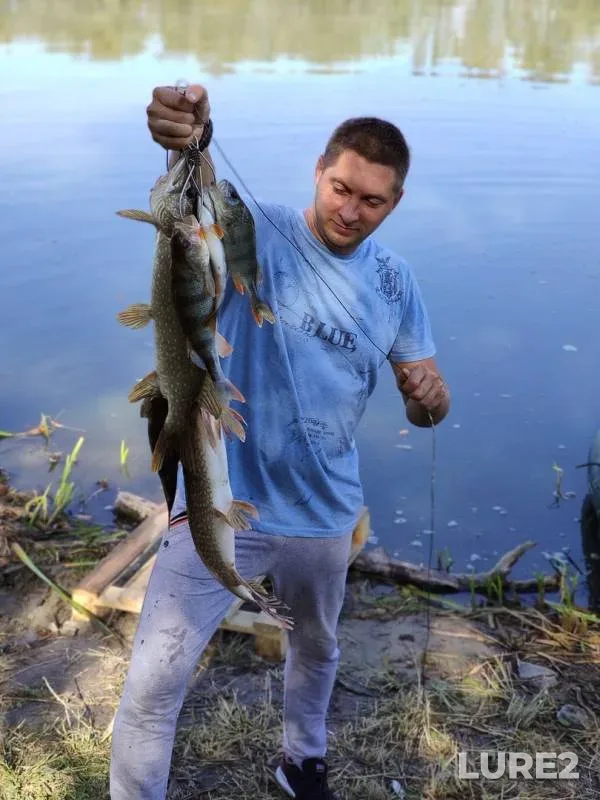 Perch, Pike — Don, Sep 19, 2019