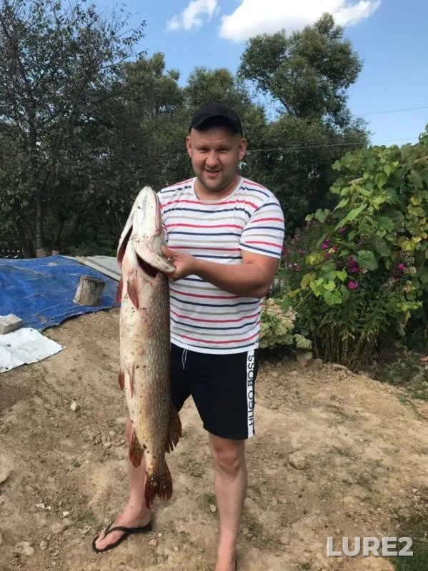 Pike — Bryanskaya oblast, Sep 02, 2019