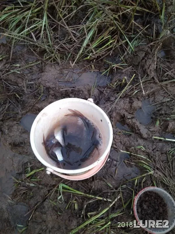 Roach — Sheksninskoye, Apr 13, 2019