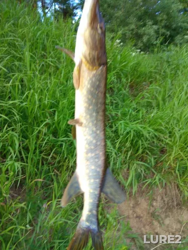Pike — Vaga, Jun 30, 2019
