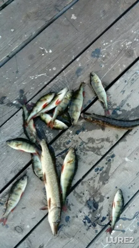 Perch, Pike — Bolshaya Nanoga, Jul 05, 2019
