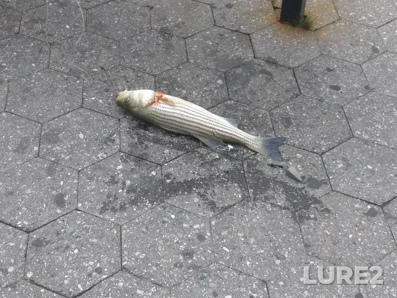 Striped bass — Harlem River, Mar 13, 2018