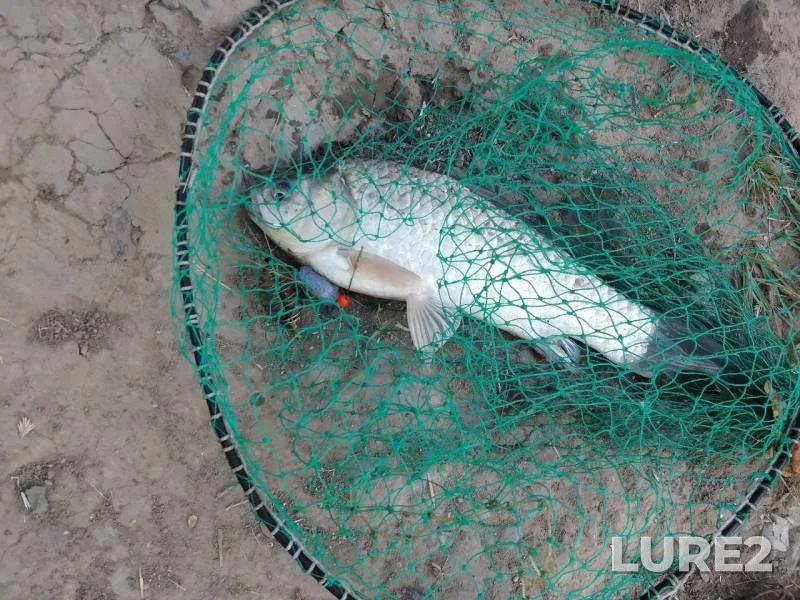 Crucian carp — Sal, Nov 20, 2019