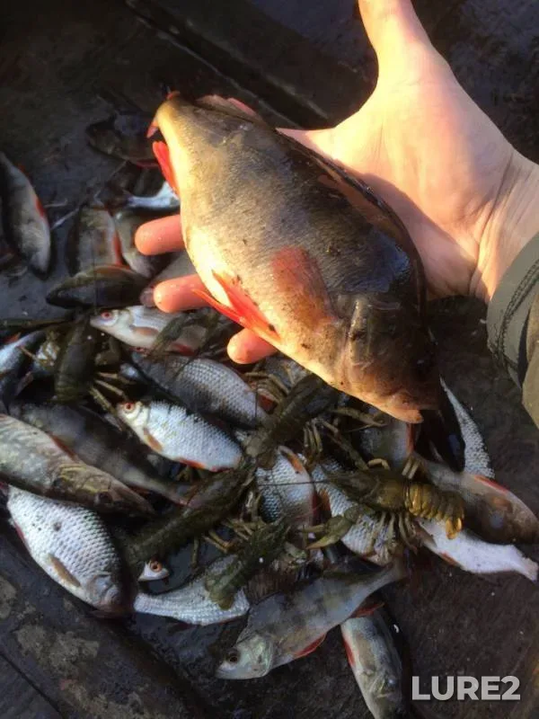 Perch, Roach — Seym, Apr 06, 2019