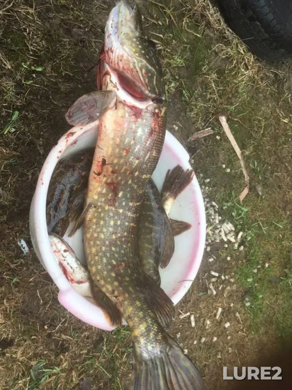 Pike — Sablya, May 06, 2019