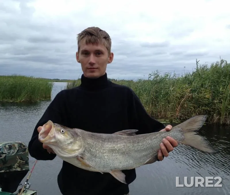Asp — Kiїvska oblast, Aug 13, 2019