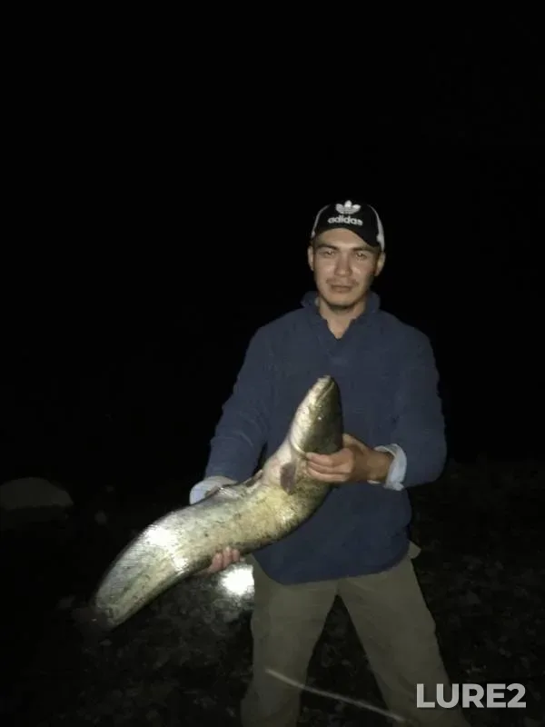 Wels catfish — Ural, Aug 17, 2019