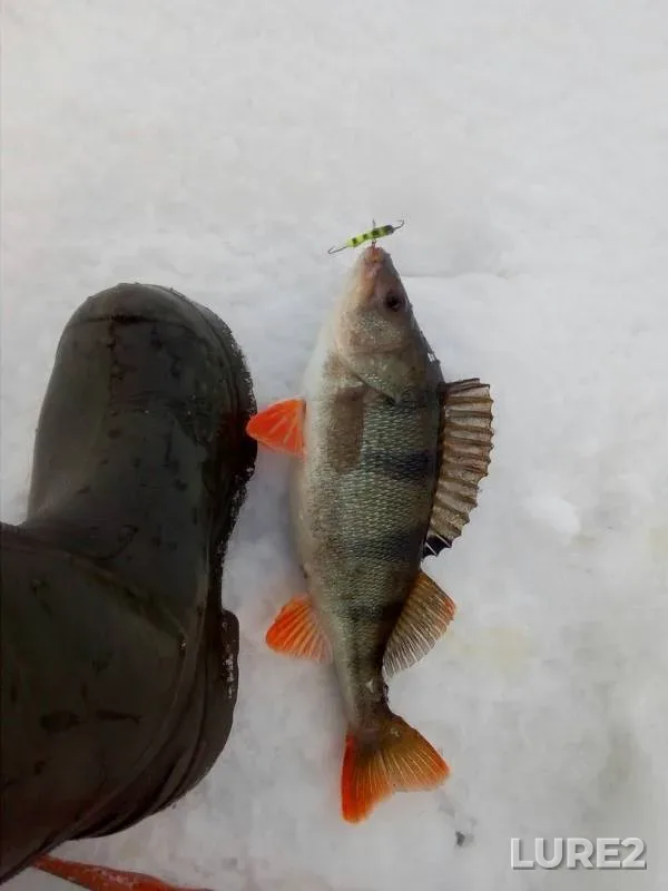Perch — Nizhnekamskoye, Mar 17, 2019