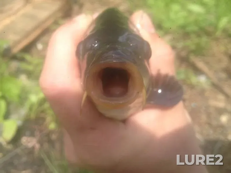 Carp — Beysuzhyok Levyy, May 08, 2016