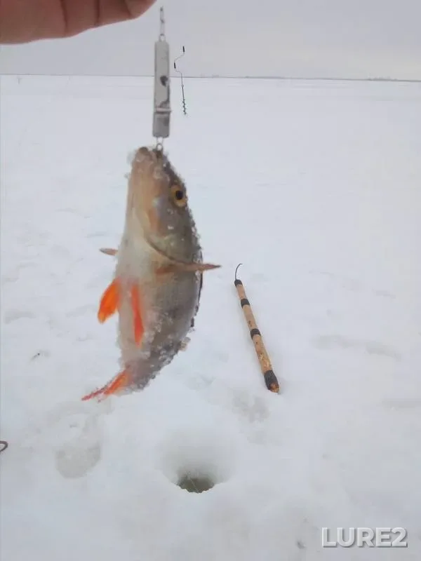 Perch — Nizhnekamskoye, Mar 11, 2019