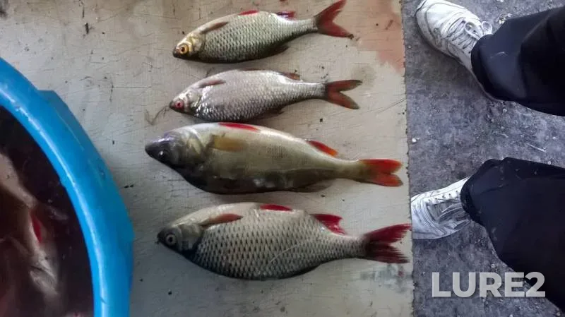 Perch, Pike — Durnaya, Jun 23, 2016