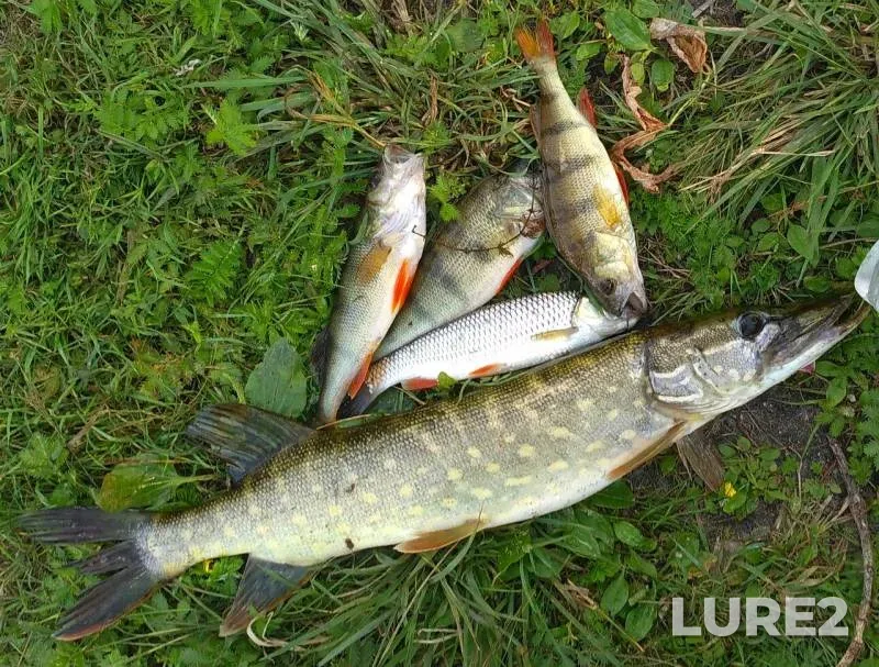 Chub, Perch — Desna, Jul 31, 2016