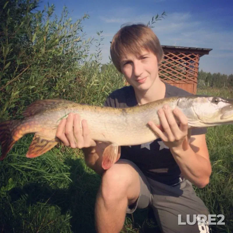 Pike — Ryazanskaya oblast, Aug 27, 2016