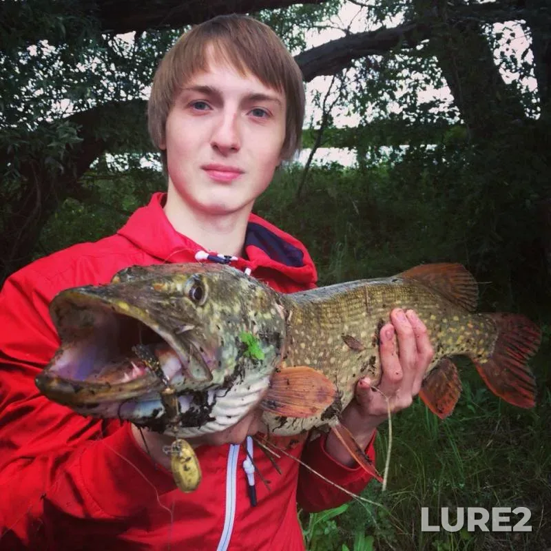 Pike — Ryazanskaya oblast, Aug 25, 2016