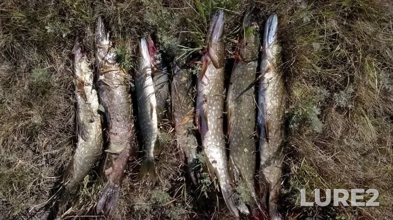 Pike — Kamelik, Sep 06, 2016