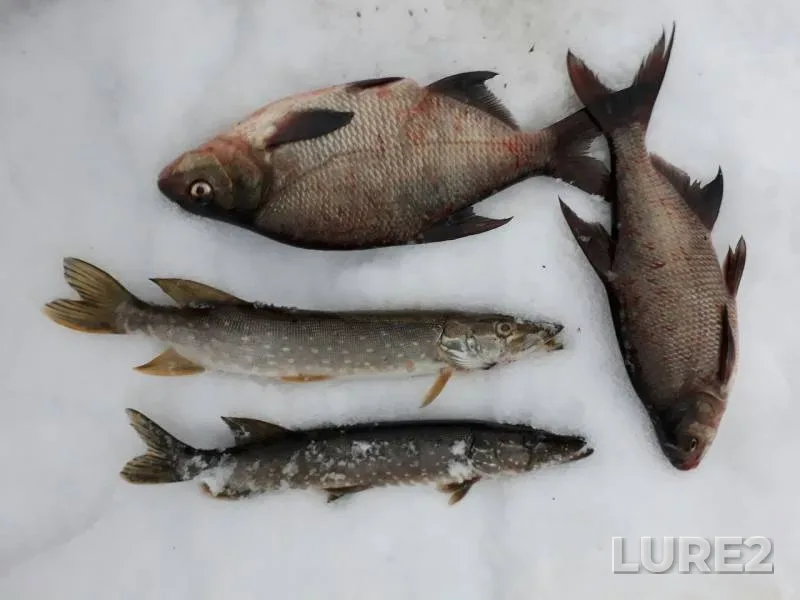 Bream, Pike — Yeglino, Dec 21, 2016