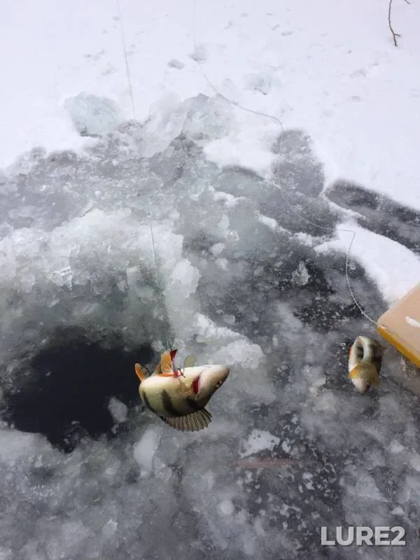 Perch — protoka Sharonova, Dec 18, 2016