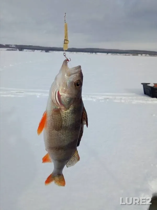 Perch — Nizhnekamskoye, Feb 17, 2019