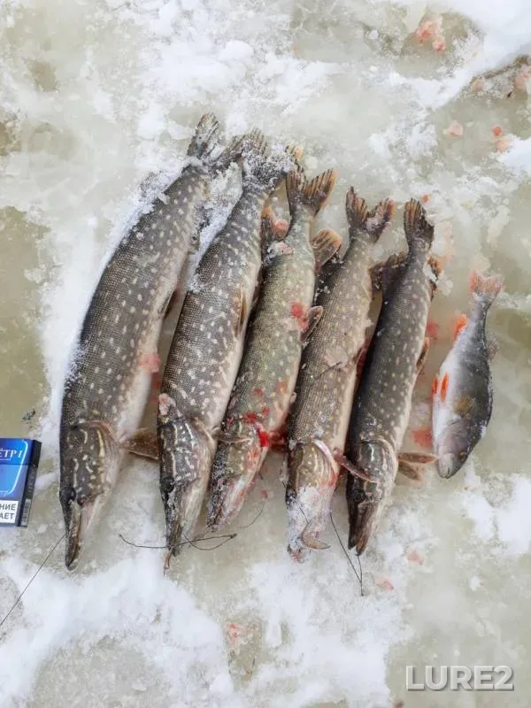 Perch, Pike — Yeglino, Dec 04, 2016