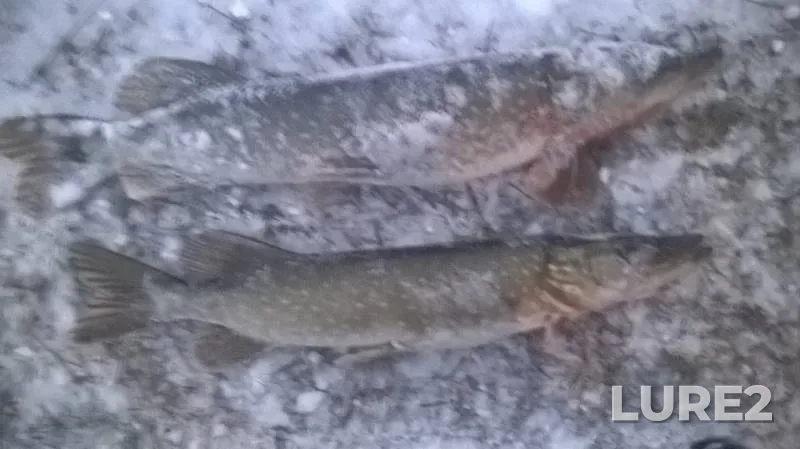 Pike — Saratovskaya oblast, Nov 29, 2016