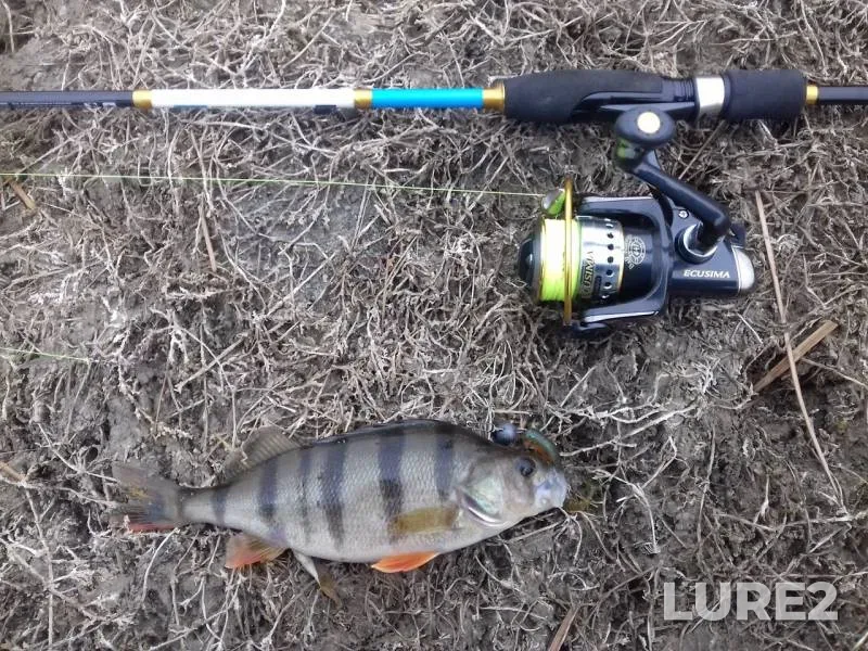 Perch — Zaporіzka oblast, Nov 20, 2016
