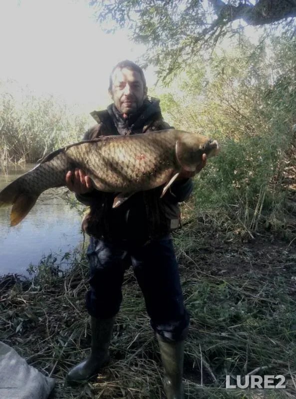 Carp — Dnestr, Oct 18, 2016