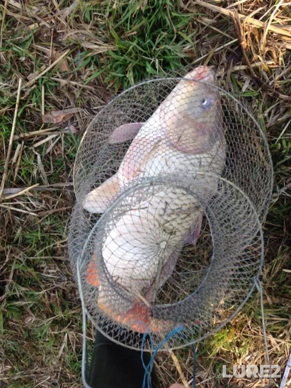 Carp — Glubokiy Turunchuk, Oct 04, 2016