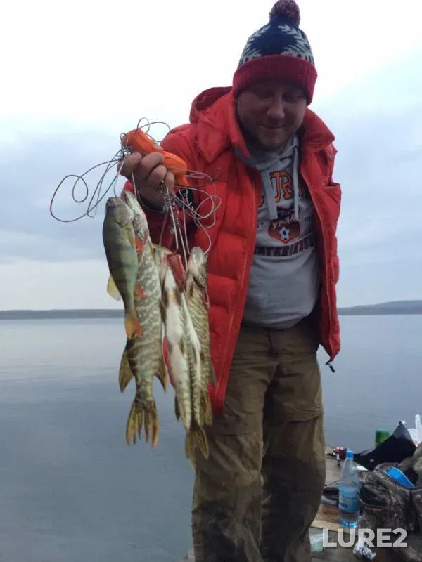 Perch, Pike — Sverdlovskaya oblast, Oct 07, 2016