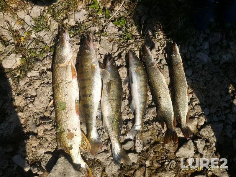 Pike, Zander — Uryush, Nov 02, 2016