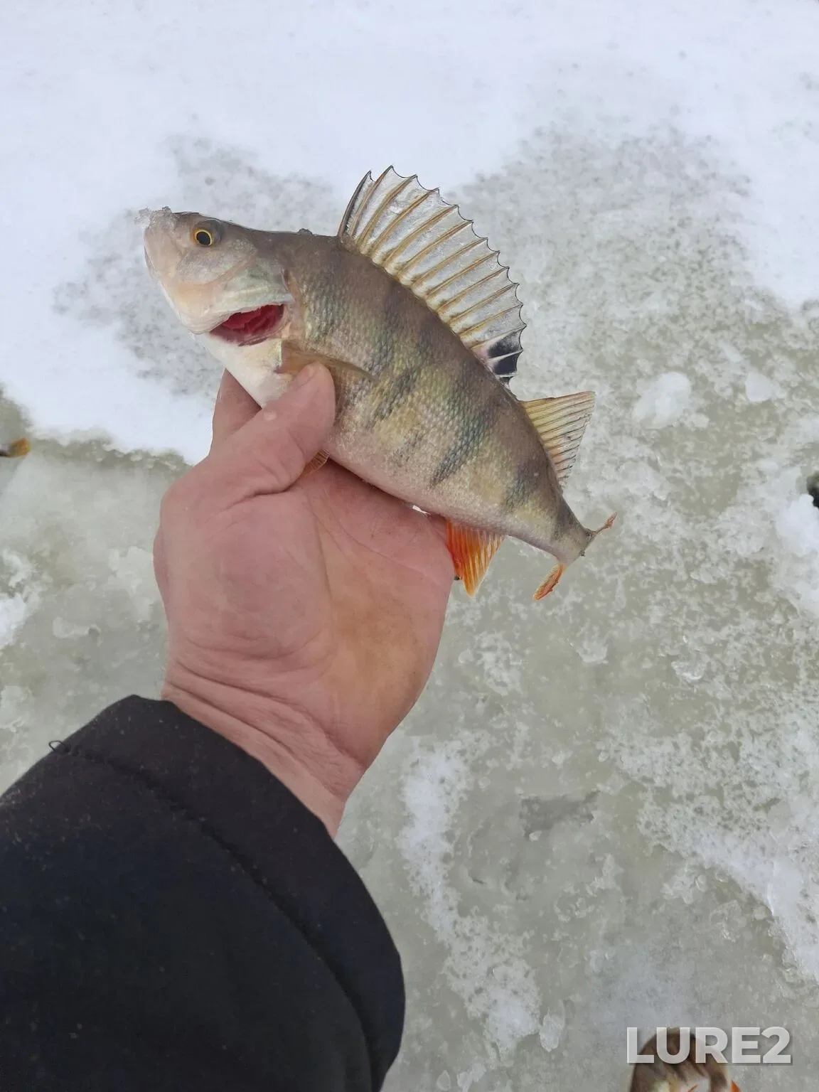 Perch — Kondas, Nov 26, 2025, 7:40 AM