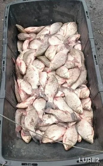 Crucian carp — Saltaim, Dec 03, 2025, 6:13 AM