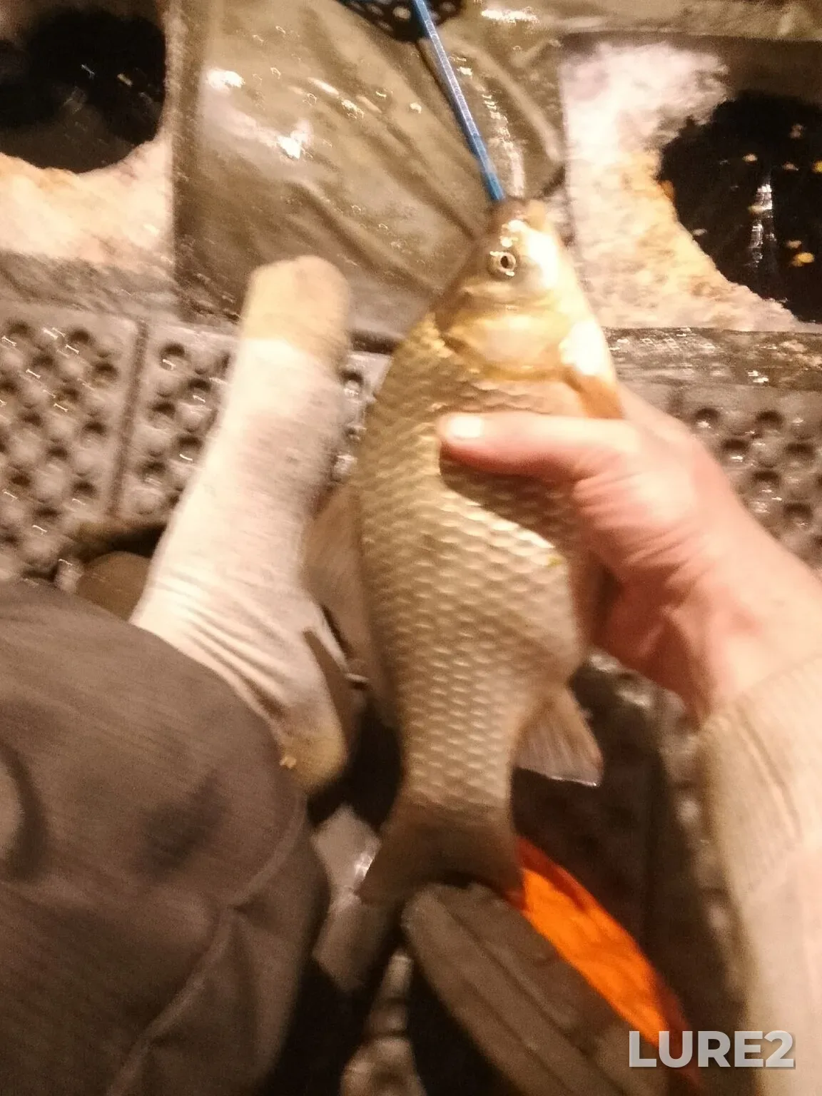 Crucian carp — Shablish, Dec 07, 2025, 1:28 PM