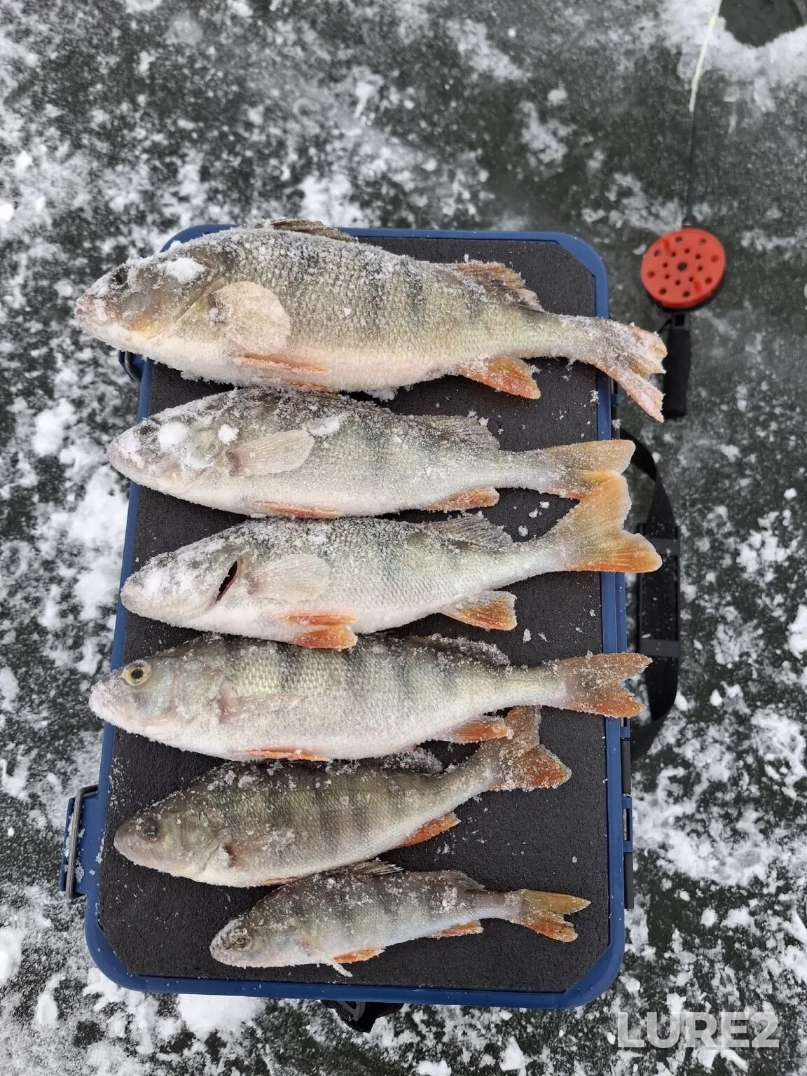 Bream, Perch — Andreyevskoye, Dec 08, 2025, 9:43 PM